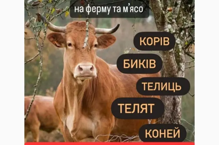 Коровы кони- фото № 1