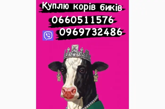 Коні Куплю коней кобил лошаків! ціна висока- фото № 1