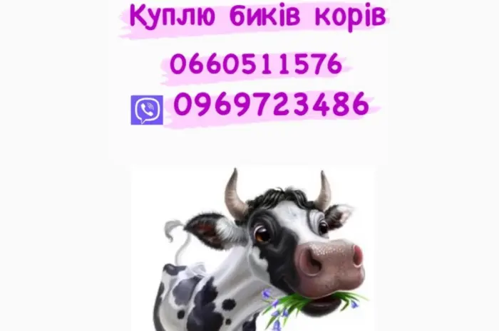 Купим дорого свинину и гавядину- фото № 1