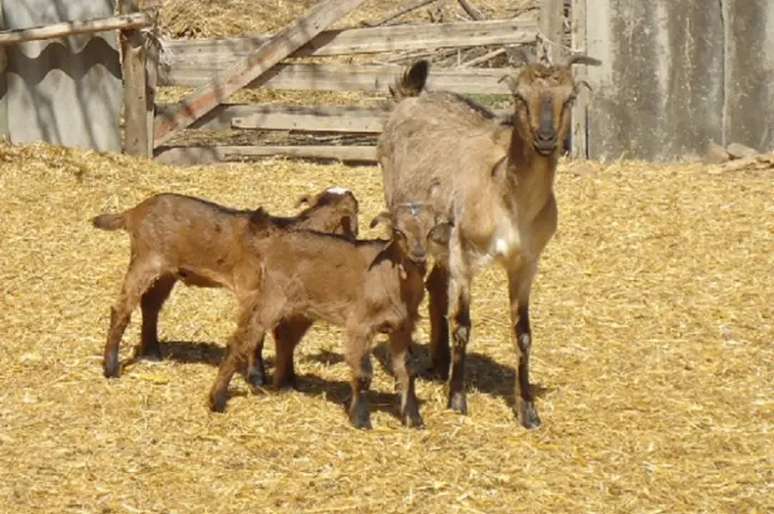 Продам красивых короткоухих козликов 75% нубийской крови- фото № 2