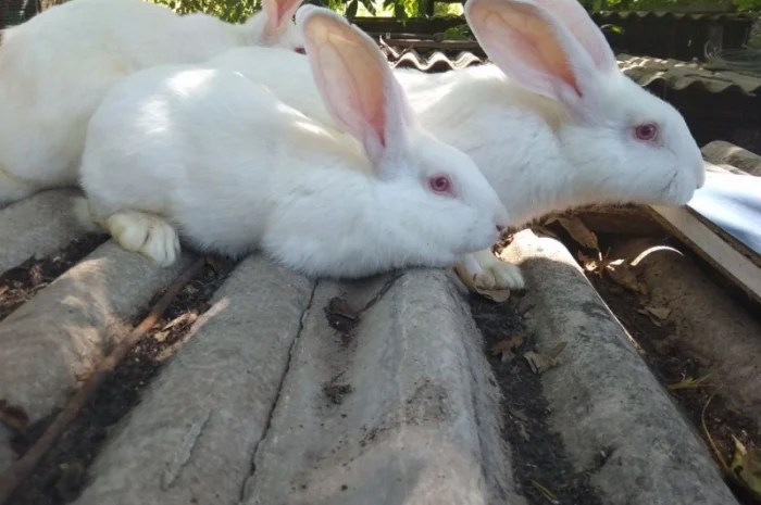Продается порода кроликов Панони- фото № 1