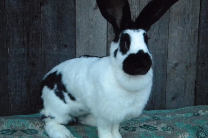 Продаються племінні кролики породи Німецький Строкатий Велетень- фото № 13