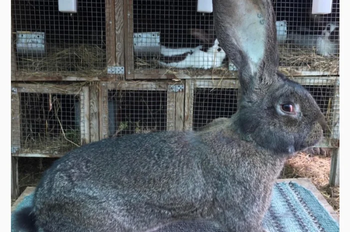 Бельгійський велетень (сірий)- фото № 1