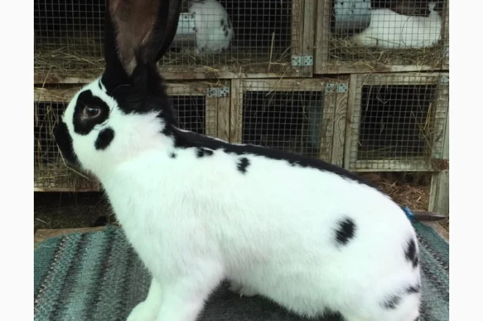 Німецький строкатий велетень на продажу- фото № 3