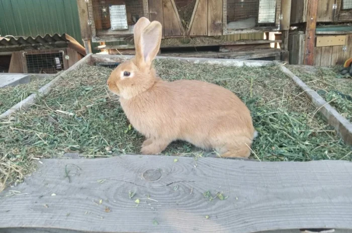 Продаются кролики породы Фландр и Бургунди́я- фото № 6