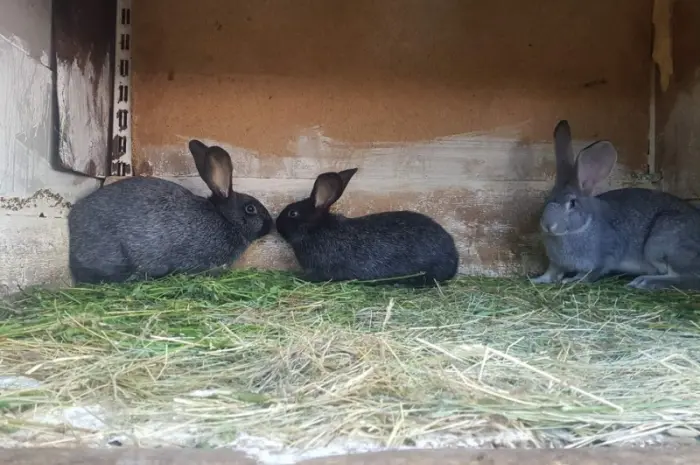 Полтавське срібло- фото № 3