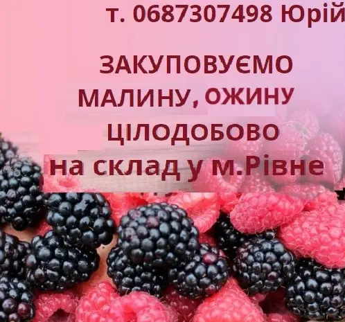 Купуємо лісову малину та ожину- фото № 1