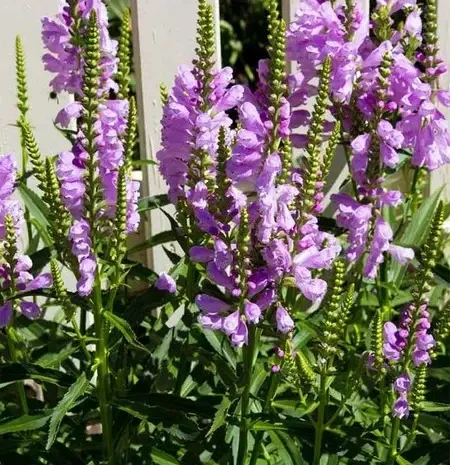 Физостегия розовая и белая по выгодной цене- фото № 8