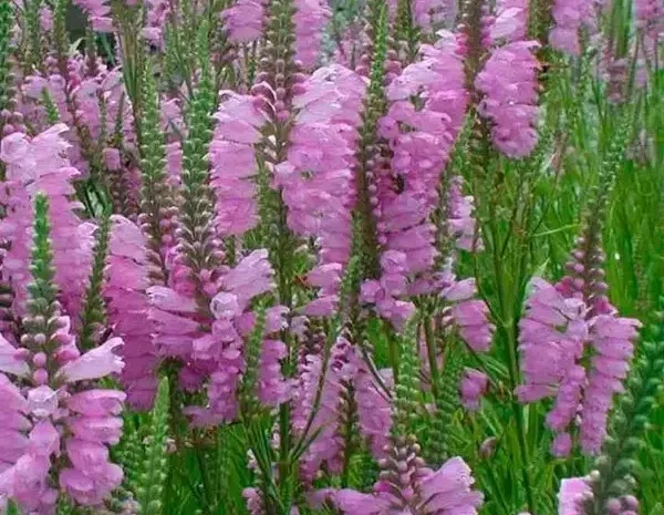 Физостегия розовая и белая по выгодной цене- фото № 9