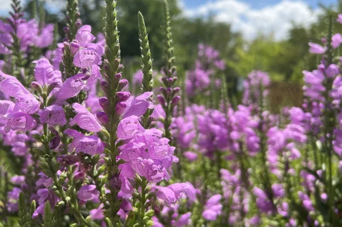 Физостегия розовая и белая по выгодной цене- фото № 10