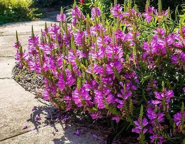 Физостегия розовая и белая по выгодной цене- фото № 1