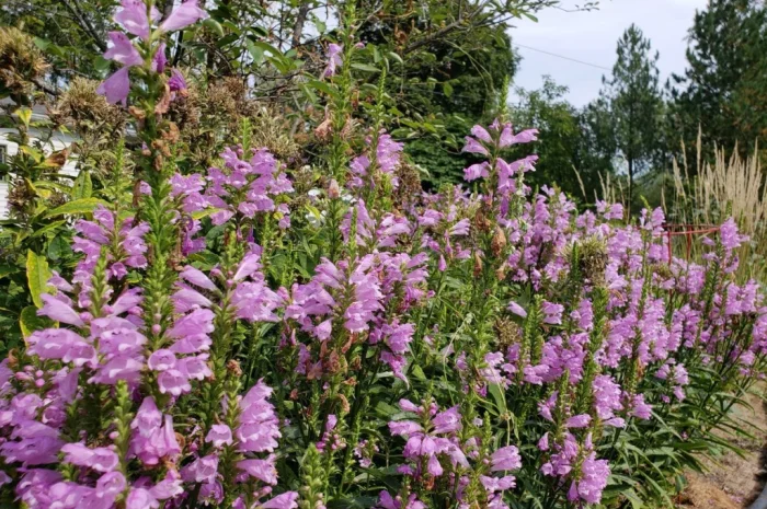 Физостегия розовая и белая по выгодной цене- фото № 3