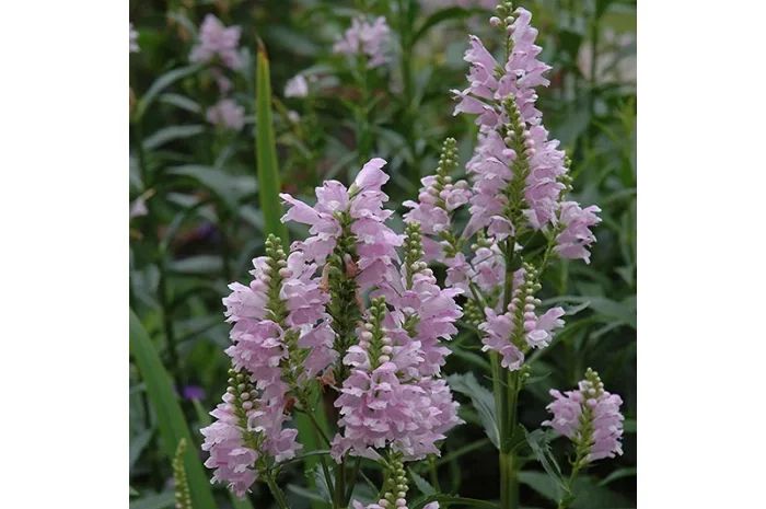 Физостегия розовая и белая по выгодной цене- фото № 6