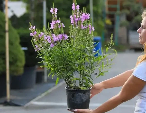 Физостегия розовая и белая по выгодной цене- фото № 7