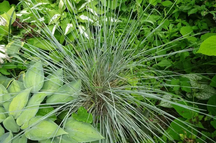 Декоративные травы Овсец вечнозеленый (Helictotrichon sempervirens)- фото № 3