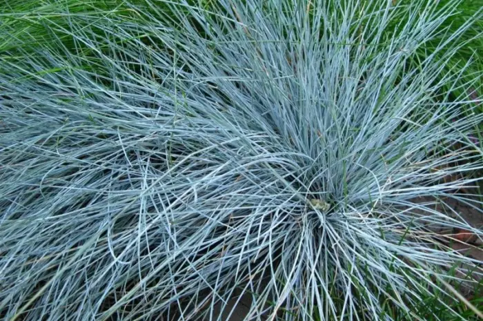Декоративные травы Овсец вечнозеленый (Helictotrichon sempervirens)- фото № 4