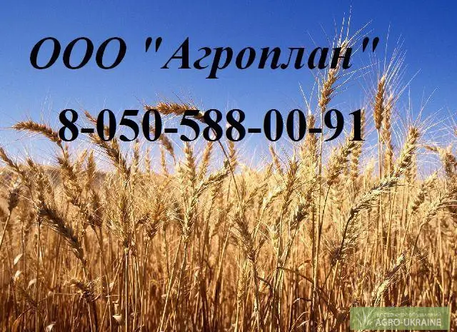 Головневые, синегузочные и проросшие: пшеницу, кукурузу- фото № 1