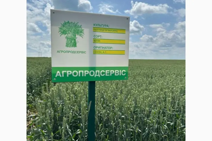 Продается семена яровой пшеницы Кітрі (СН-1)- фото № 1