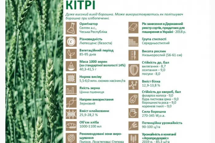 Продается семена яровой пшеницы Кітрі (СН-1)- фото № 2