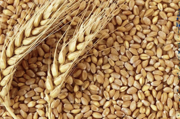 Пшениця фуражна з доставкою в Ригу- фото № 1