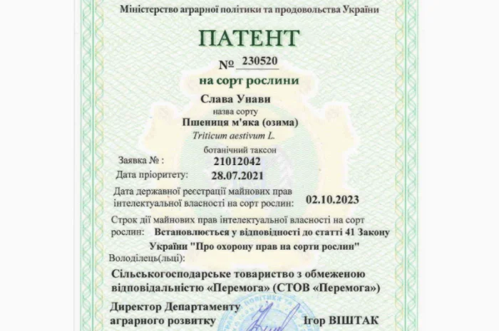 Пшениця м'яка озима Слава Унави на продаж- фото № 4