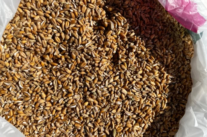 Підприємство закуповує зерновідходи пшениці- фото № 1