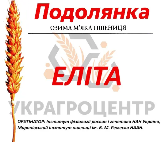 Насіння озимої пшениці Подолянка еліта 2025- фото № 1
