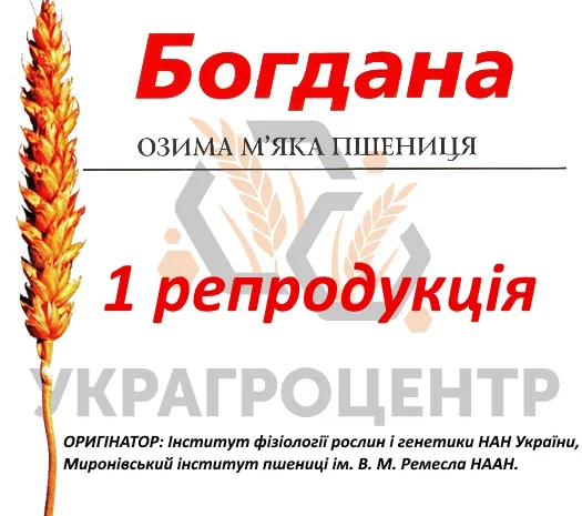 Продажа семян озимой пшеницы БОГДАНА 1 репродукция- фото № 1