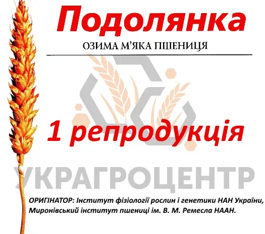 Продажа семян озимой пшеницы Подолянка 1 репродукция 2024 года- фото № 1