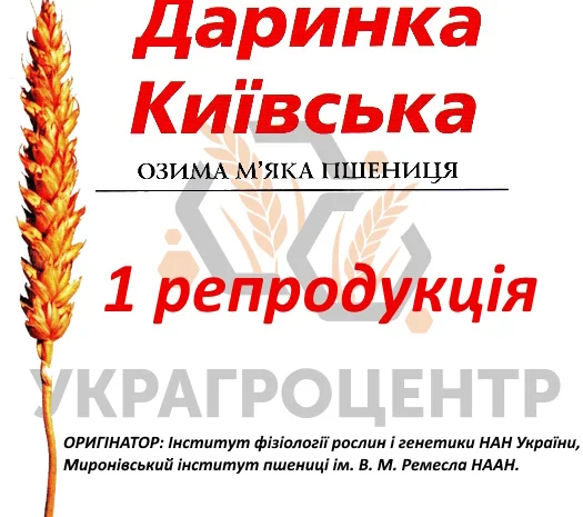 Продажа озимой пшеницы ДАРИНКА КИЇВСЬКА 1 репродукция- фото № 1