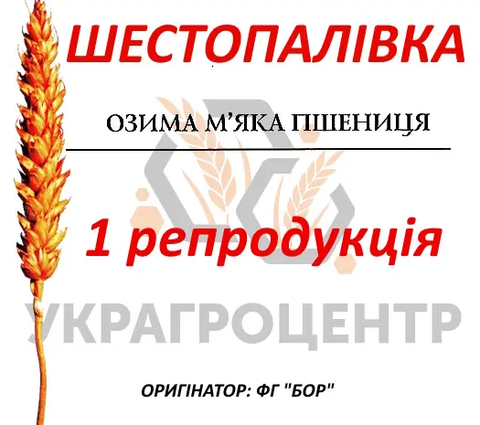 Насіння озимої пшениці Шестопалівка 1 репродукція ФГ БОР 2025г- фото № 1