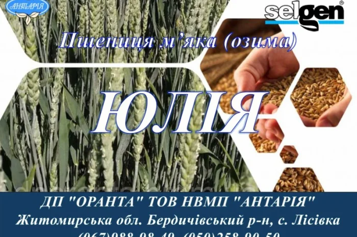 Продажа насіння озимої пшениці ЮЛІЯ- фото № 1