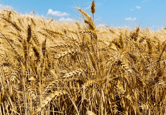 Продаж озимої пшениці Софру Lidea France- фото № 1