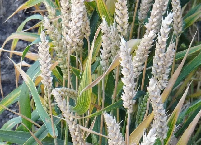 Семена пшеницы сорт FOX – канадская трансгенная двуручка в продаже- фото № 1