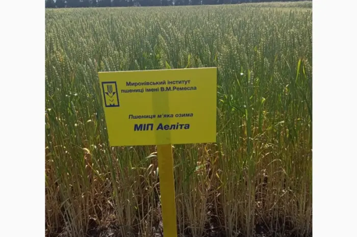 Продажа пшеницы сорта МІП Феєрія- фото № 1