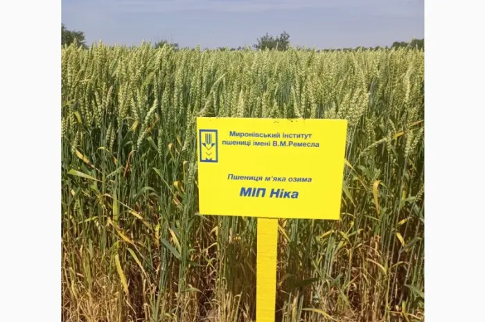 Пшеница озимая сорта МІП Ніка- фото № 1