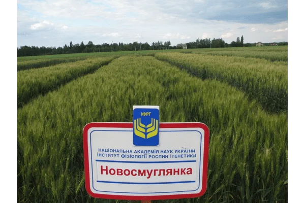 Продажа пшеницы Новосмуглянка с урожайностью 100 ц/га- фото № 1