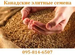 Продается семена пшеницы двуручки AMADEO – канадский трансгенный сорт- фото № 5