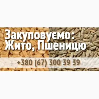 Купуємо пшеницю на постійній основі- фото № 1