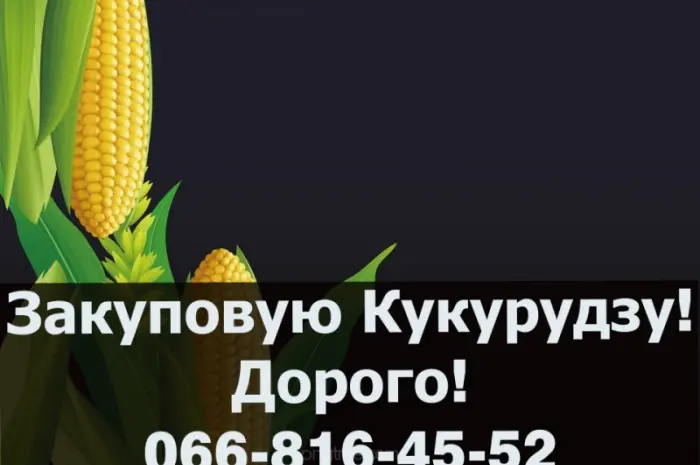 Покупаем кукурузу урожая 2024 года по высоким ценам- фото № 1