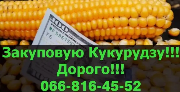 Закупівля кукурудзи за вигідними цінами в Полтаві- фото № 1