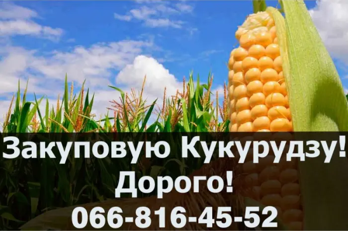 Купую кукурузу! Висока ціна- фото № 1