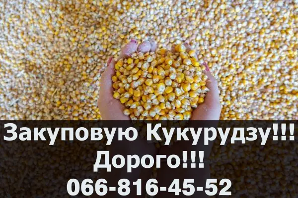 Купуємо кукурузу від виробника! Оплата на вагах- фото № 1
