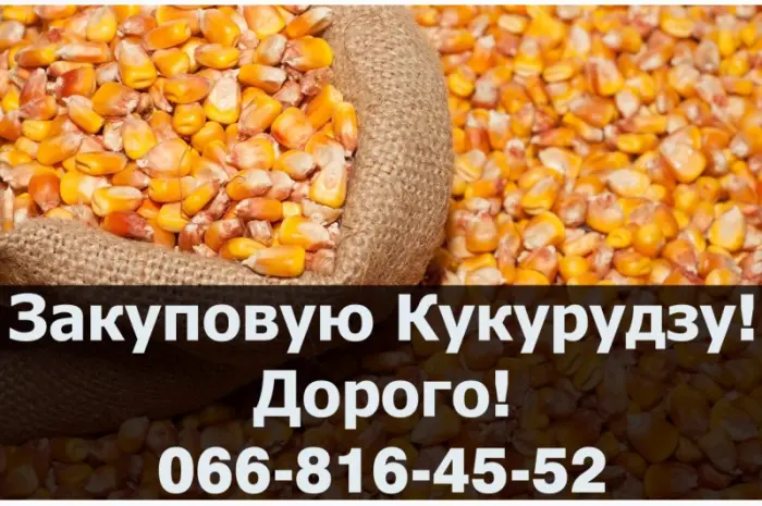 Закуповую Кукурудзу цьогорічного (2023-24р) врожаю- фото № 1