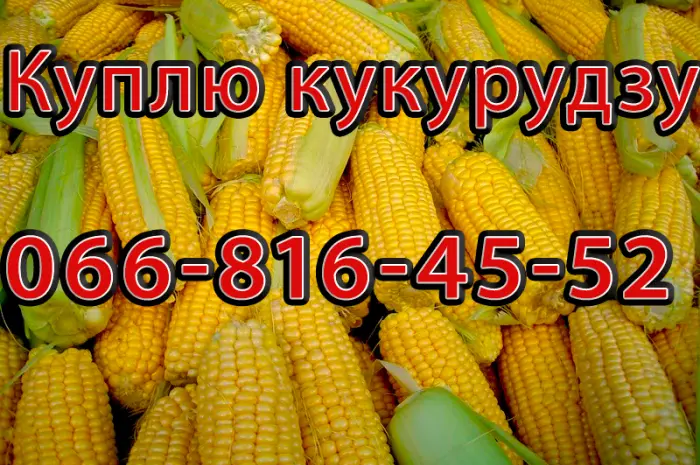 Купую кукурузу в різних обсягах- фото № 1