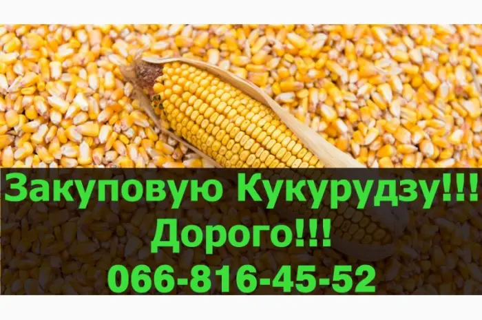 Купуємо кукурудзу на постійній основі в Полтавській області- фото № 1