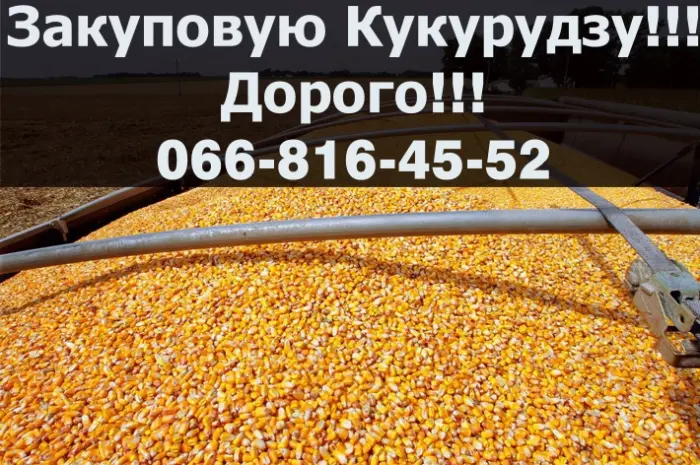 Закупка кукурузы в больших объемах с выгодными условиями- фото № 1