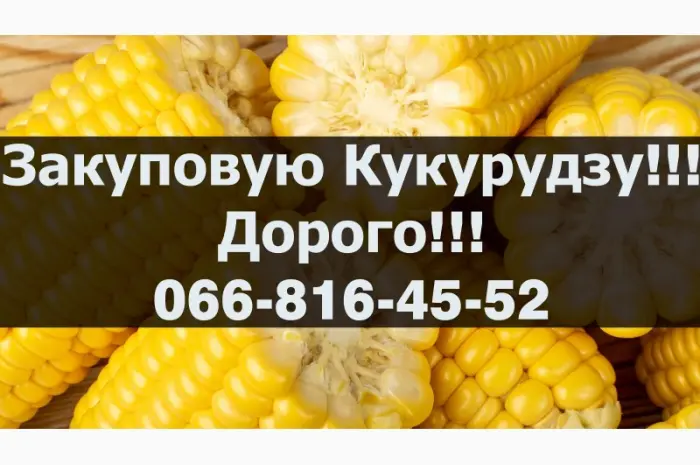 Куплю кукурудзу від виробника під контракти з оплатою на вагах- фото № 1