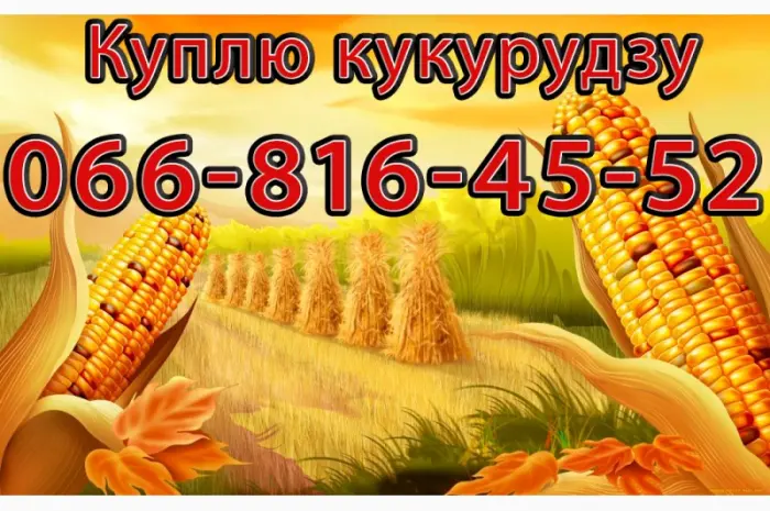 Закупівля кукурудзи в будь-яких обсягах! Оплата на вагах- фото № 1