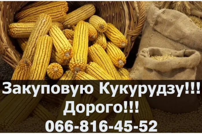 Ищу поставщика кукурузы- фото № 1